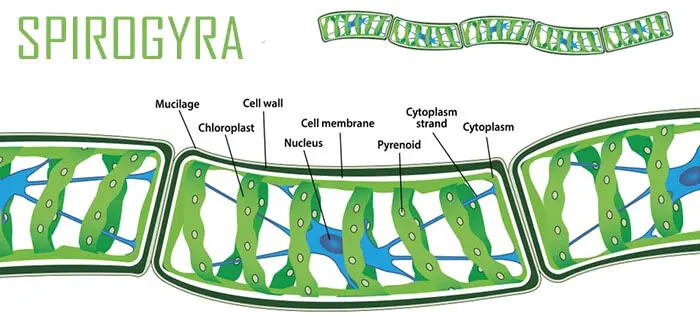 diagram-of-spirogyra