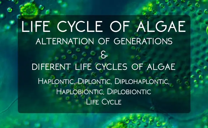 life-cycle-of-algae