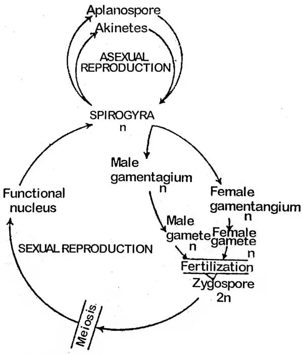 life-cycle-of-spirogyra
