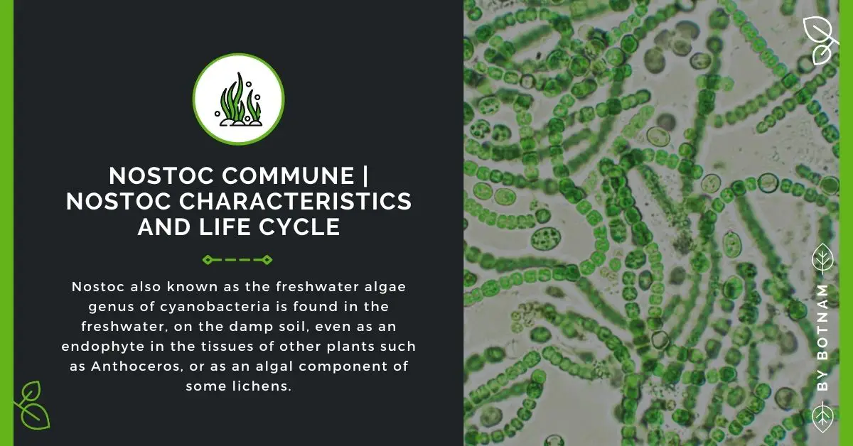 Nostoc Commune | Nostoc Characteristics & Life Cycle 2024
