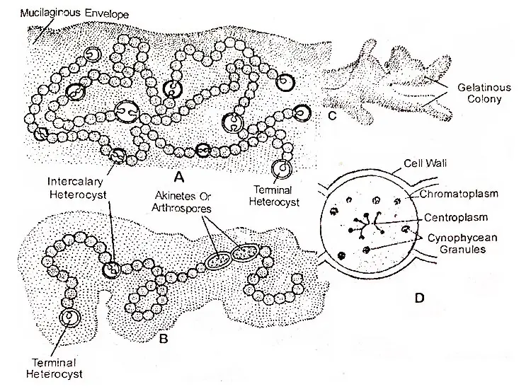 Nostoc Under Microscope Labelled