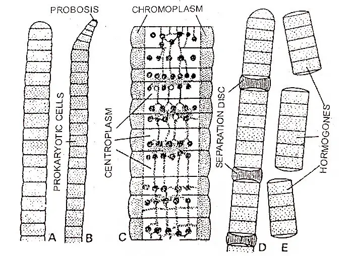 Oscillatoria Bacteria Labeled