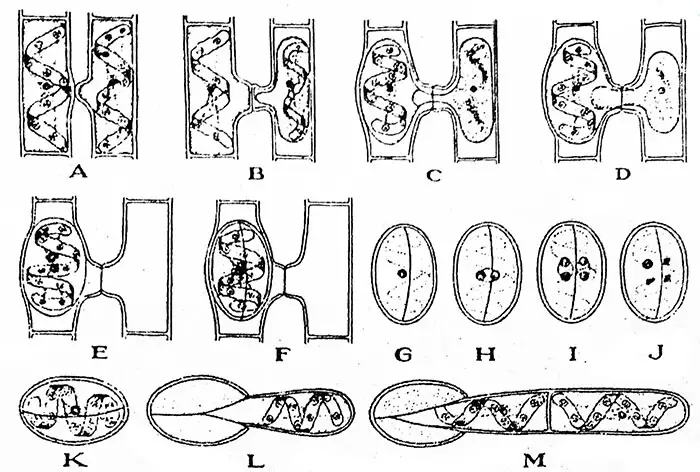 spirogyra life cycle