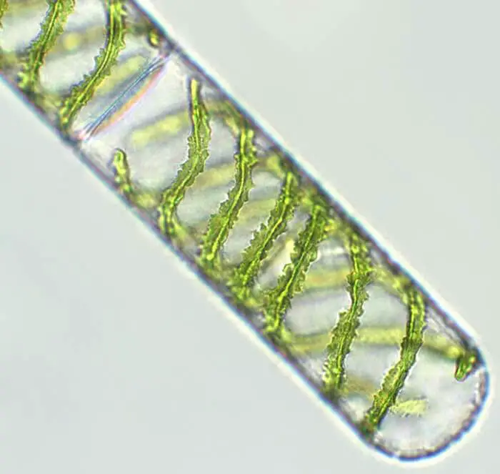 spirogyra-under-microscope