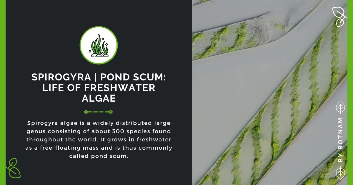 Spirogyra | Pond Scum: Life Of Freshwater Algae 2022