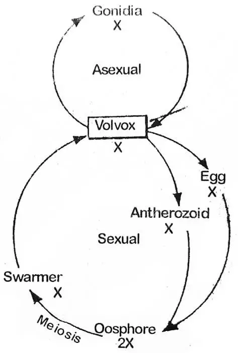 volvox-life-cycle
