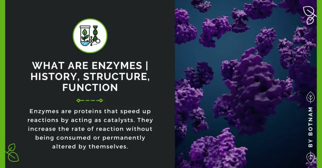 What-Are-Enzymes