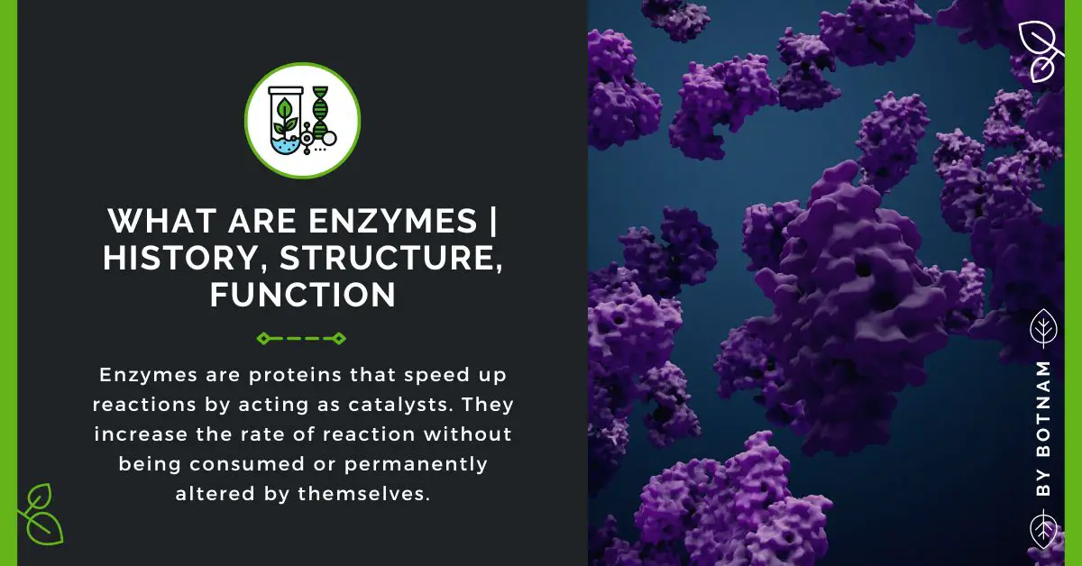 What Are Enzymes | History, Structure, Function 2022