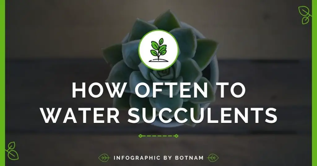 how-to-water-succulent-plants