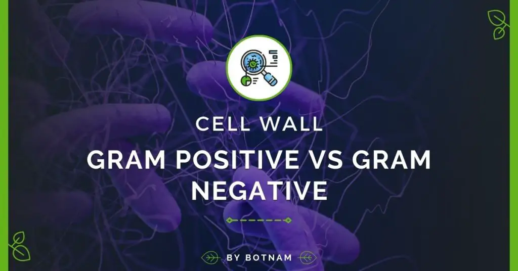 Gram-Positive-Vs-Gram-Negative-Cell-Wall