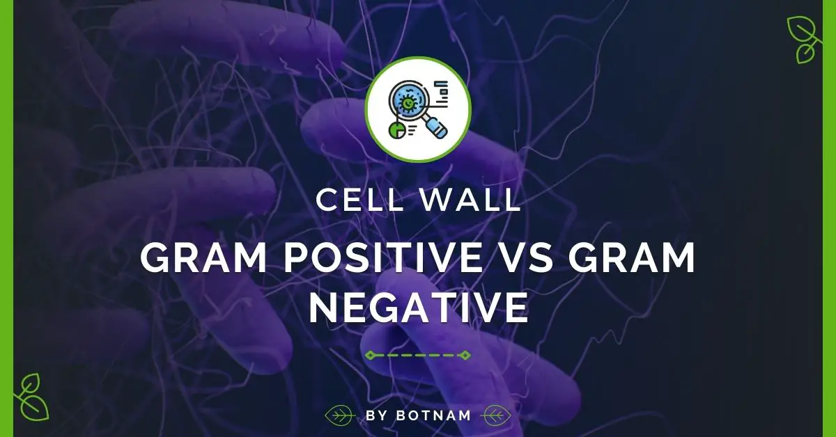 Gram Positive Vs Gram Negative Cell Wall (2023 Guide)