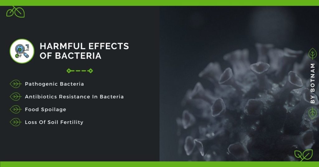 Harmful-Effects-Of-Bacteria