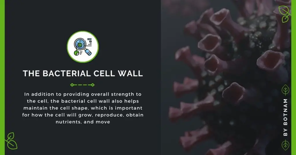 The-Bacteria-Cell-Wall-Gram-Positive-Vs-Gram-Negative