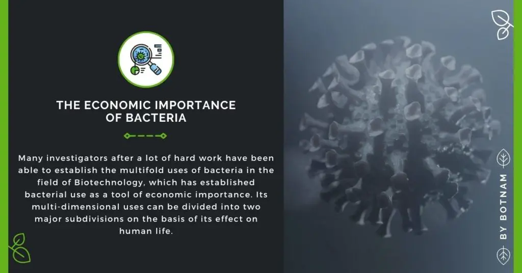 The-Economic-Importance-Of-Bacteria