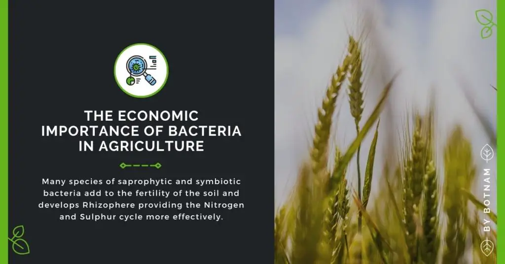 The-Economic-Importance-Of-Bacteria-In-Agriculture
