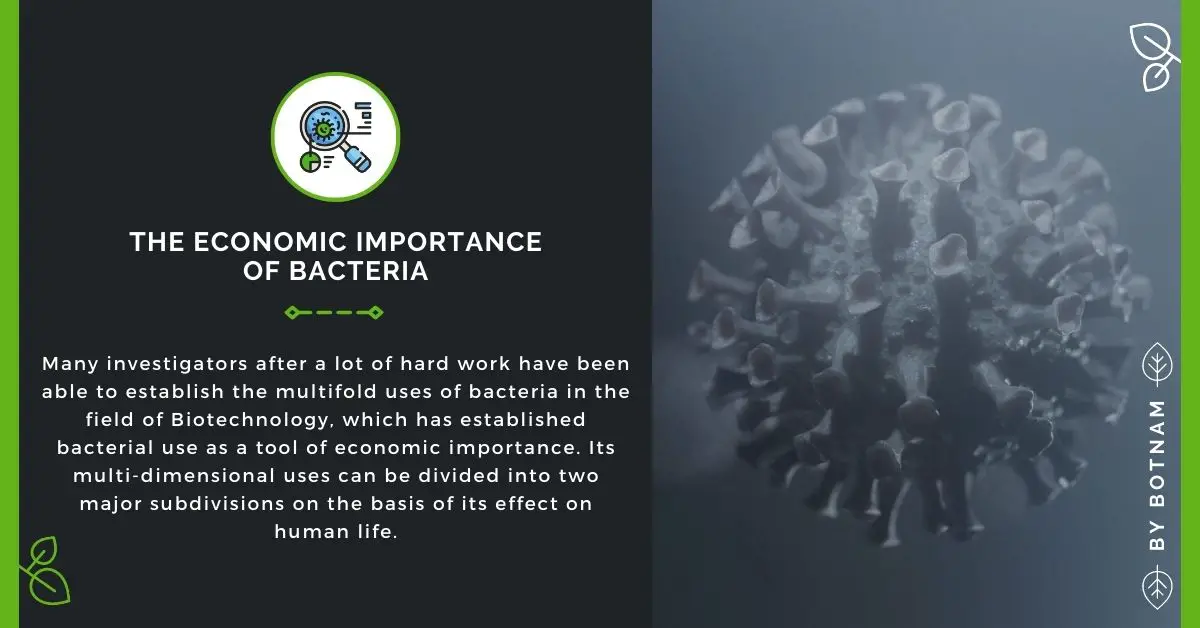 Bacteria Guide | The Economic Importance Of Bacteria 2022