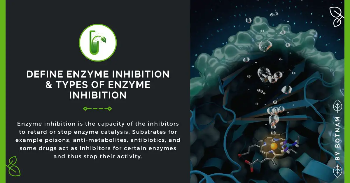 Define Enzyme Inhibition & Types Of Enzyme Inhibition 2022