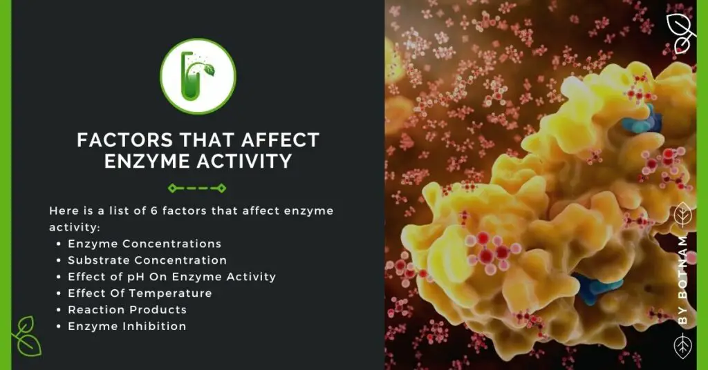 Factors-That-Affect-Enzyme-Activity