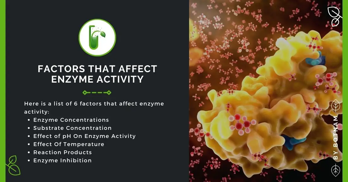 What Are Some Factors That Affect Enzyme Activity? 2022